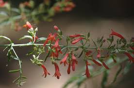 Attēlu rezultāti vaicājumam “Cribraria tenella stalked”