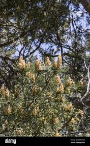 Attēlu rezultāti vaicājumam “Pinus sylvestris fruit”