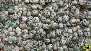 Attēlu rezultāti vaicājumam “Pertusaria pertusa”