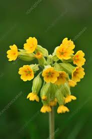 Attēlu rezultāti vaicājumam “Primula veris”