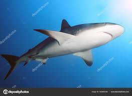 Image result for Carcharhinus perezii