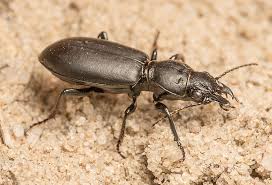 Attēlu rezultāti vaicājumam “Broscus cephalotes”