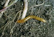 Attēlu rezultāti vaicājumam “Elateridae larva”