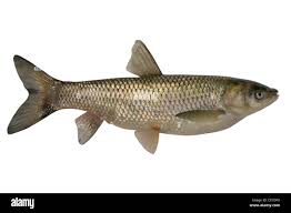 Image result for Ctenopharyngodon idella