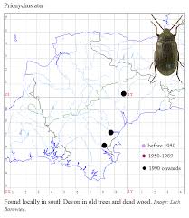 Attēlu rezultāti vaicājumam “Prionychus ater”