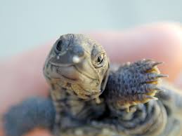 Image result for Malaclemys terrapin
