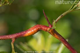 Attēlu rezultāti vaicājumam “Gymnosporangium sp.”