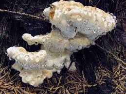 Attēlu rezultāti vaicājumam “Postia guttulata”