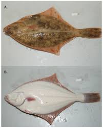 Image result for Platichthys flesus