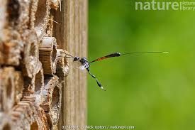 Attēlu rezultāti vaicājumam “Gasteruption jaculator”