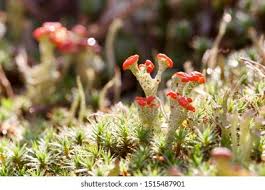 Attēlu rezultāti vaicājumam “Cladonia coccifera”
