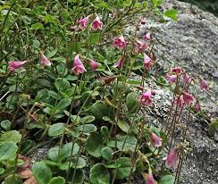 Attēlu rezultāti vaicājumam “Linnaea borealis flower”