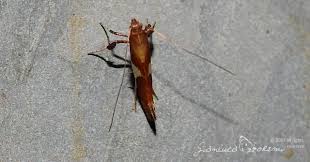 Attēlu rezultāti vaicājumam “Caloptilia stigmatella”