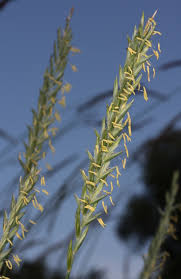 Attēlu rezultāti vaicājumam “Elytrigia repens subsp. arenosa”