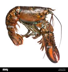 Image result for Homarus americanus
