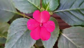 Attēlu rezultāti vaicājumam “Impatiens parviflora flower”