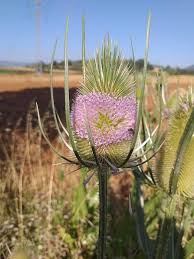 Attēlu rezultāti vaicājumam “Dipsacus fullonum”