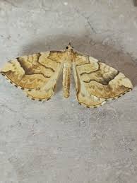 Attēlu rezultāti vaicājumam “Eulithis mellinata”