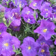 Image result for Nierembergia