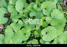 Attēlu rezultāti vaicājumam “Alliaria petiolata leaf”