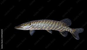 Attēlu rezultāti vaicājumam “Esox lucius”