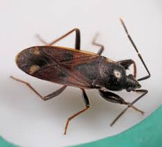 Attēlu rezultāti vaicājumam “Eremocoris plebejus”