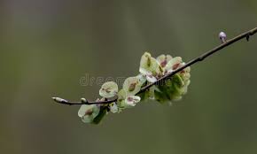 Attēlu rezultāti vaicājumam “Ulmus glabra flower”