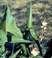 Attēlu rezultāti vaicājumam “Sagittaria sagittifolia leaf”