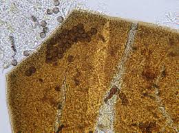 Attēlu rezultāti vaicājumam “Licea minima”