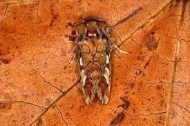 Attēlu rezultāti vaicājumam “Panolis flammea”