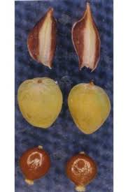 Attēlu rezultāti vaicājumam “Carex ornithopoda fruit”