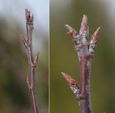Attēlu rezultāti vaicājumam “Prunus cerasifera var. divaricata bud”