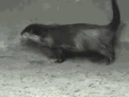 Image result for Otters Old Time Dance Club