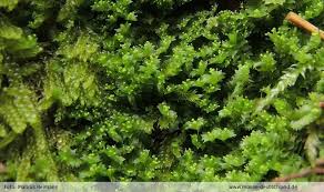 Attēlu rezultāti vaicājumam “Lophozia ventricosa”