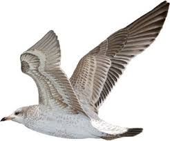 Attēlu rezultāti vaicājumam “Larus canus”