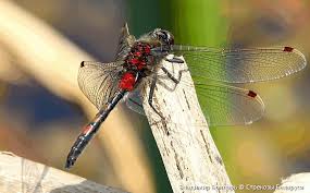 Attēlu rezultāti vaicājumam “Leucorrhinia rubicunda”