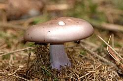 Attēlu rezultāti vaicājumam “Lepista nuda”