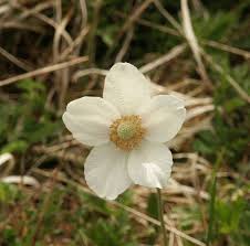 Attēlu rezultāti vaicājumam “Anemone sylvestris fruit”