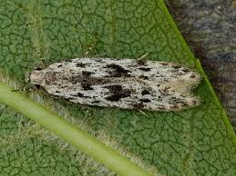 Attēlu rezultāti vaicājumam “Carpatolechia proximella”