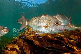 Image result for Pagrus auratus