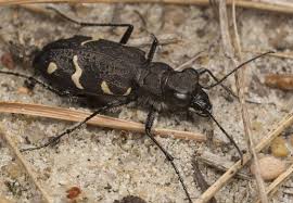 Attēlu rezultāti vaicājumam “Cicindela sylvatica”
