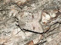 Attēlu rezultāti vaicājumam “Plagodis pulveraria”