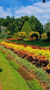 Image result for шри ланка королевский ботанический сад
