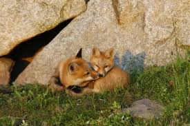 Attēlu rezultāti vaicājumam “Vulpes vulpes  adult”