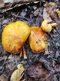 Attēlu rezultāti vaicājumam “Gymnopilus sapineus”