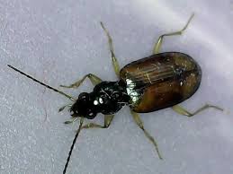 Attēlu rezultāti vaicājumam “Bembidion quadrimaculatum”