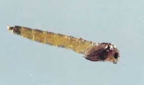 Attēlu rezultāti vaicājumam “Cricotopus male”