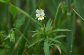 Attēlu rezultāti vaicājumam “Viola arvensis”