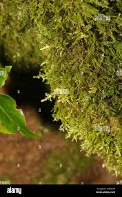 Attēlu rezultāti vaicājumam “Neckera complanata sporophyte”