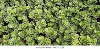 Attēlu rezultāti vaicājumam “Phedimus spurius leaf”